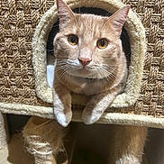 Roquette participe au concours pour gagner de l'argent avec cette photo : animal, cat, cat_tree, cats, close_up, ears, feline, fur, ginger_cat, home, indoor, orange_cat, paws, pet, playful, portrait, scratching_post, tunnel, whiskers, wide_eyes
