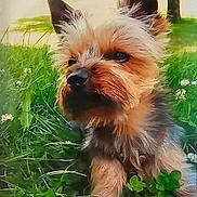 Sky a rejoint le concours — aidez-le/la à gagner de superbes lots ! dog, grass, greenery, outdoor, nature, tree, sunlight, flower, clover, pet, animal, fur, ears, portrait, canine, cute, small_dog, garden, relaxing, daytime