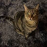 cat, tabby, pet, animal, indoor, feline, fur, whiskers, alert, curious, sitting, looking_up, fluffy_rug, grey, cozy, domestic, cute, ears, tail, soft_texture