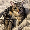 cat, tabby_cat, pet, animal, feline, indoor, blanket, quilt, soft_texture, fur, whiskers, green_eyes, relaxed, resting, closeup, cute, domestic_animal, portrait, cozy, bedroom