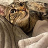 cat, tabby, pet, animal, feline, whiskers, blanket, bed, cozy, indoor, fur, closeup, cute, relaxed, resting, soft, warm, comfort, domestic, sleepy
