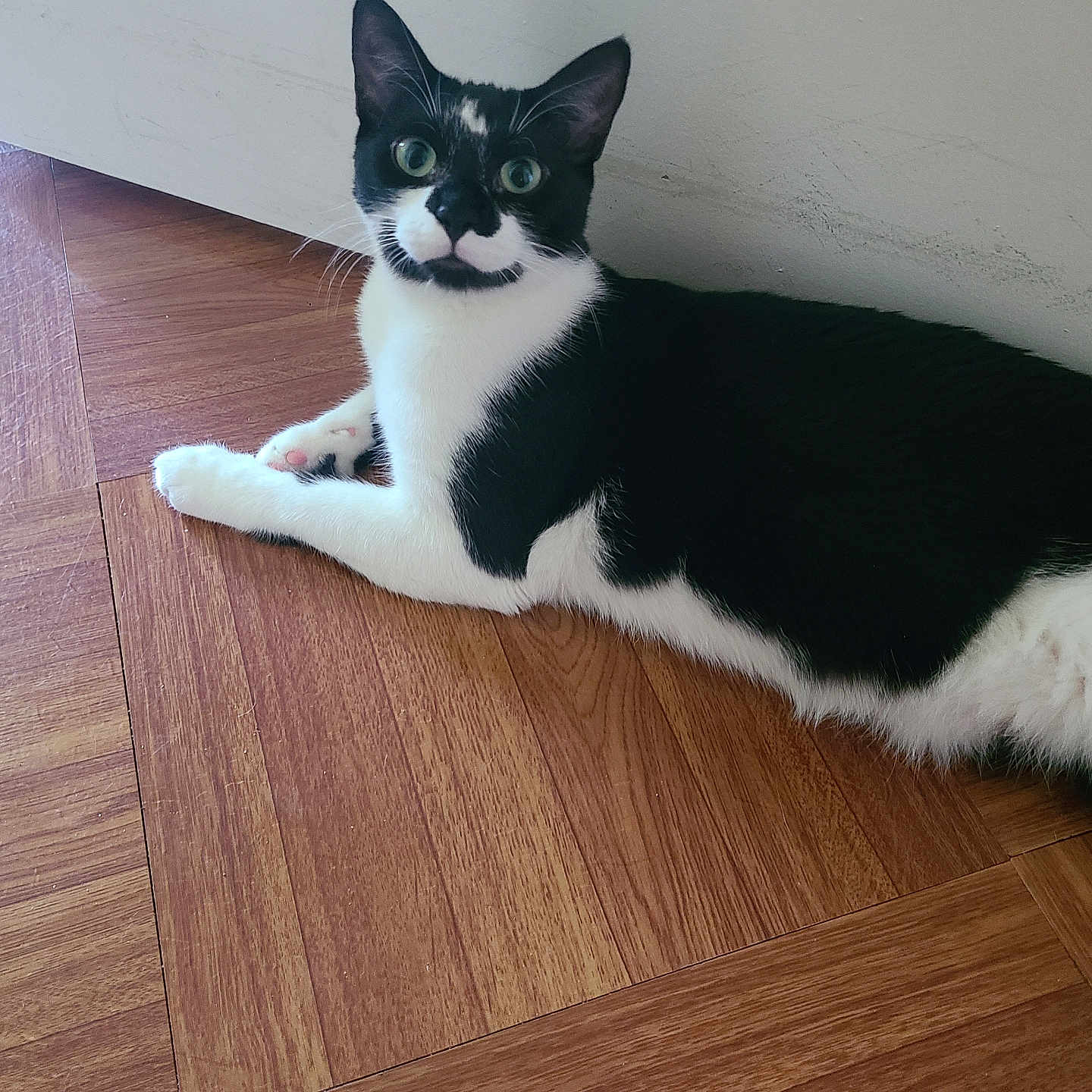 Lucky is registered to the contest to win money with this photo: abyssinian, animal, cat, hardwood, indoors, interiordesign, kitten, manx, pattern, pet, plywood, stainedwood, wood