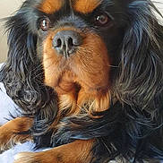 Mozart participe au concours pour gagner de l'argent avec cette photo : dog, close_up, black, brown, fluffy, long_hair, pet, resting, indoor, canine, cute, portrait, animal, fur, face, eyes, paw, laying, calm, domestic