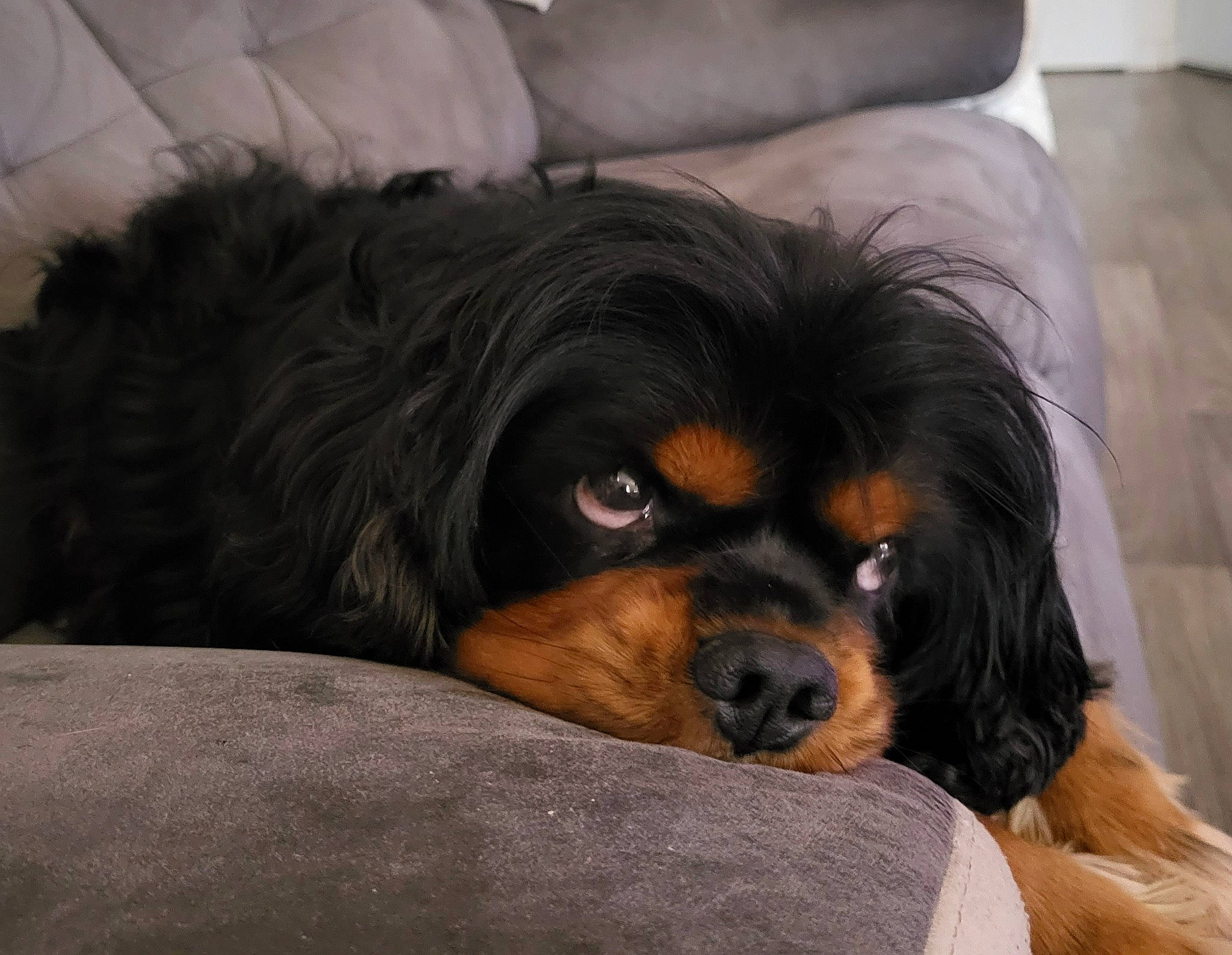 Mozart a rejoint le concours — aidez-le/la à gagner de superbes lots ! bored, canidae, carnivore, comfort, companion_dog, couch, dog, dog_breed, door, fawn, fur, liver, pillow, puppy, snout, sporting_group, terrestrial_animal, toy_dog, working_animal, working_dog