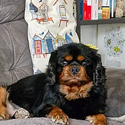 Mozart a rejoint le concours — aidez-le/la à gagner de superbes lots ! animal, black_and_brown, books, bookshelf, canine, couch, cozy, decor, dog, domestic, flower_decor, fluffy, furniture, indoor, living_room, patterned_pillow, pet, pillow, relaxed, shelf