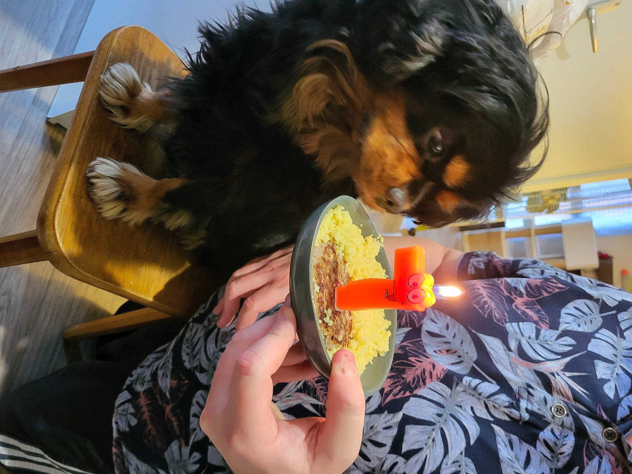 Mozart a rejoint le concours — aidez-le/la à gagner de superbes lots ! art, artist, black_hair, child, companion_dog, event, eyewear, fun, fur, gesture, happy, headgear, human_leg, illustration, nail, pattern, t_shirt, tableware, toy_dog, visual_arts