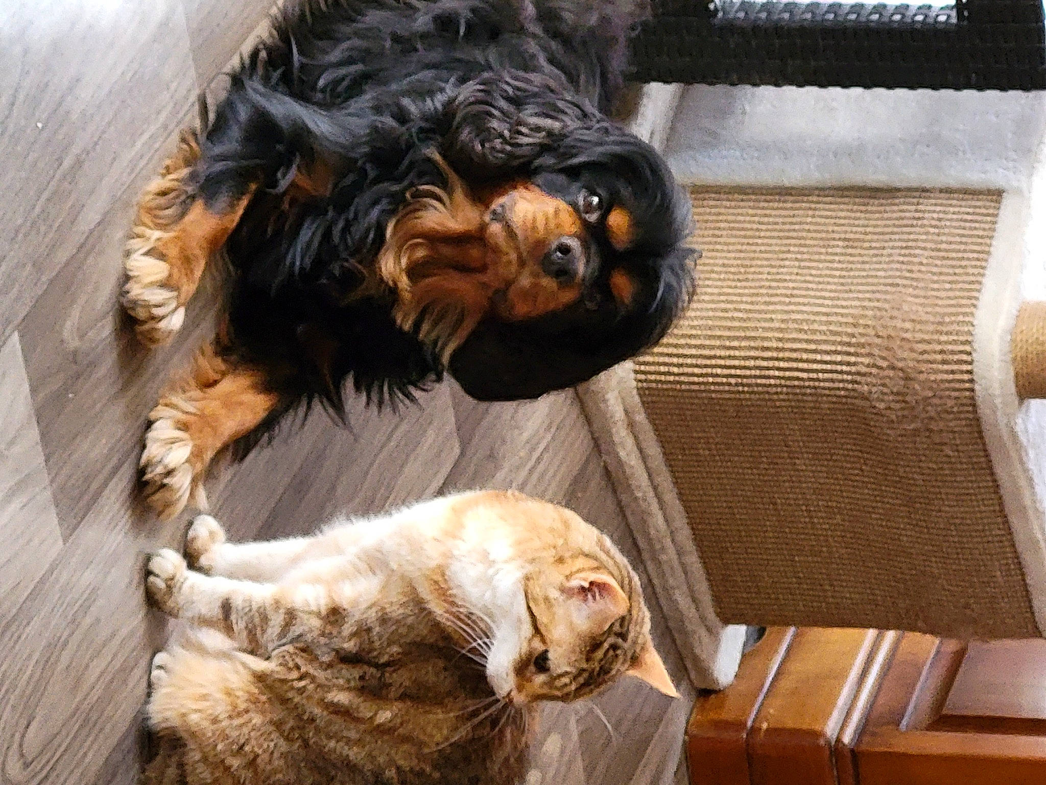 Mozart participe au concours pour gagner de l'argent avec cette photo : canidae, carnivore, chair, comfort, companion_dog, dog, dog_breed, fang, fawn, felidae, fur, hardwood, liver, snout, sporting_group, tail, toy_dog, whiskers, wood, working_animal