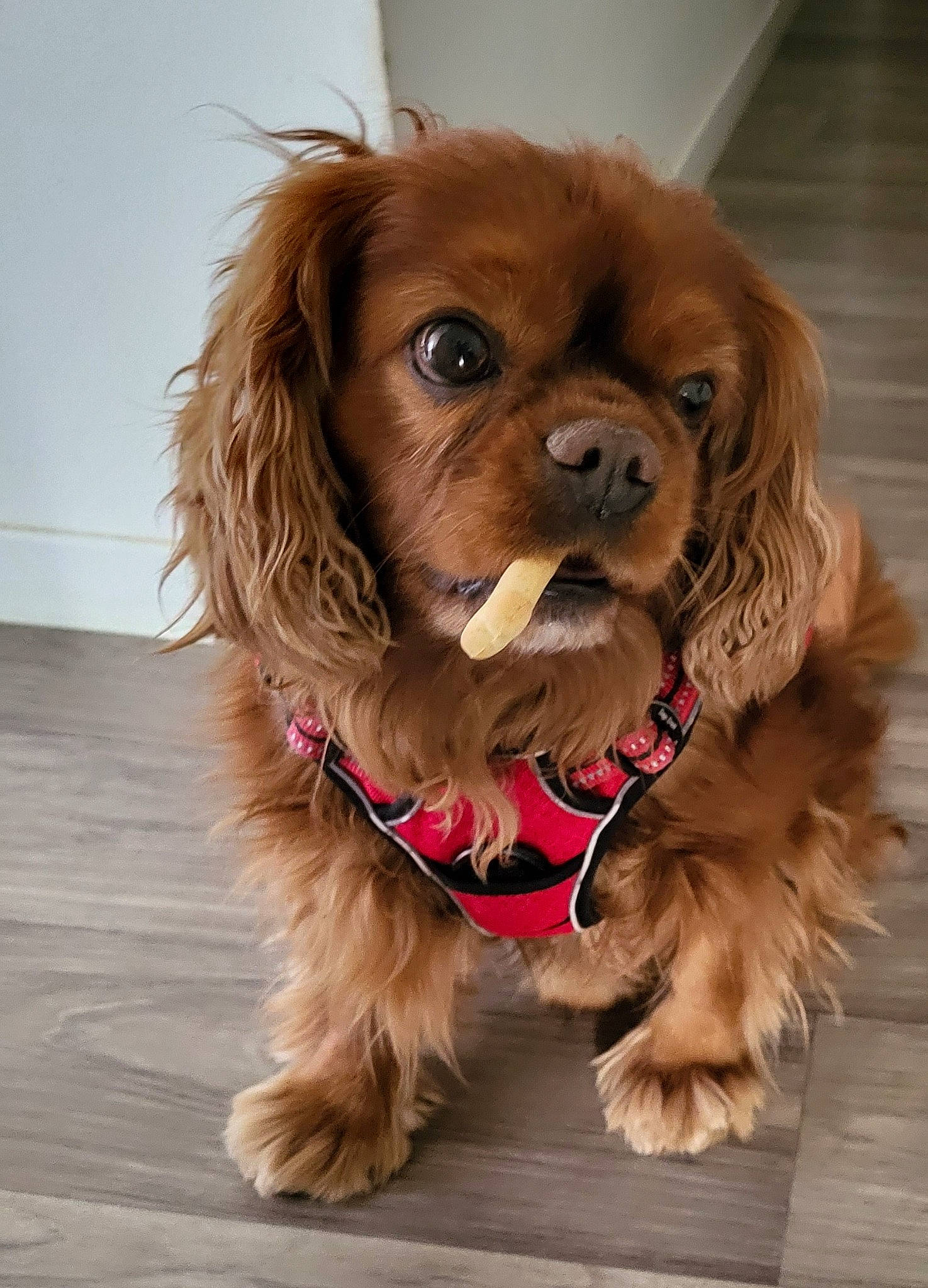 Lewis a rejoint le concours — aidez-le/la à gagner de superbes lots ! canidae, carnivore, collar, companion_dog, dog, dog_breed, dog_collar, dog_supply, fashion_accessory, fawn, flooring, fur, king_charles_spaniel, leash, liver, snout, spaniel, sporting_group, toy_dog, working_animal