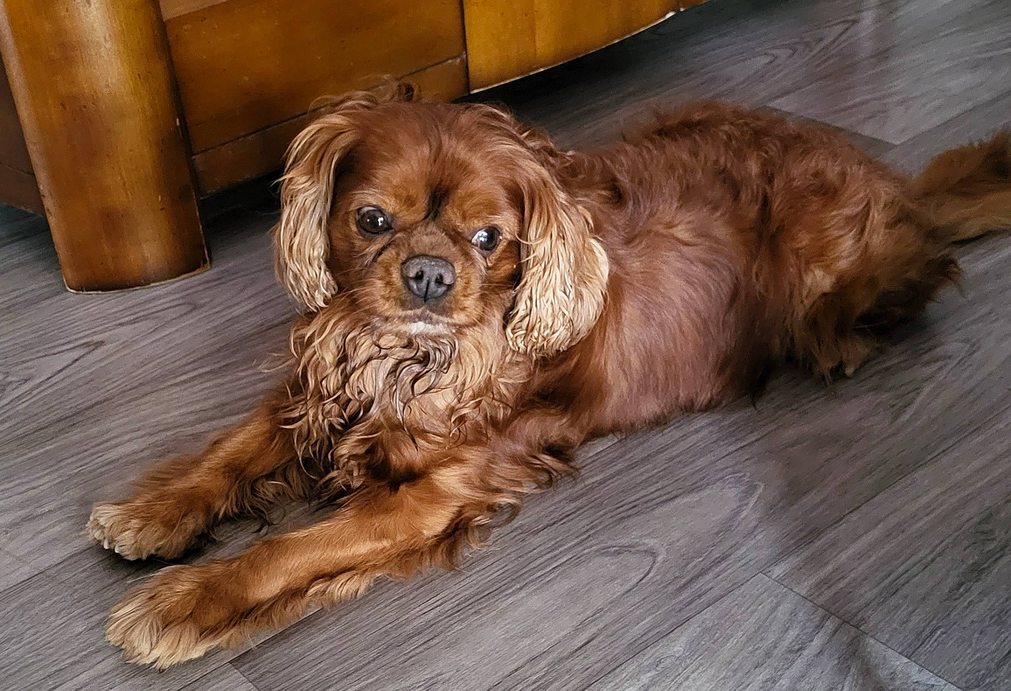 Lewis participe au concours pour gagner de l'argent avec cette photo : brown, canidae, carnivore, cocker_spaniel, companion_dog, dog, dog_breed, fawn, fur, hardwood, liver, puppy, retriever, snout, spaniel, sporting_group, terrestrial_animal, toy_dog, wood, working_animal