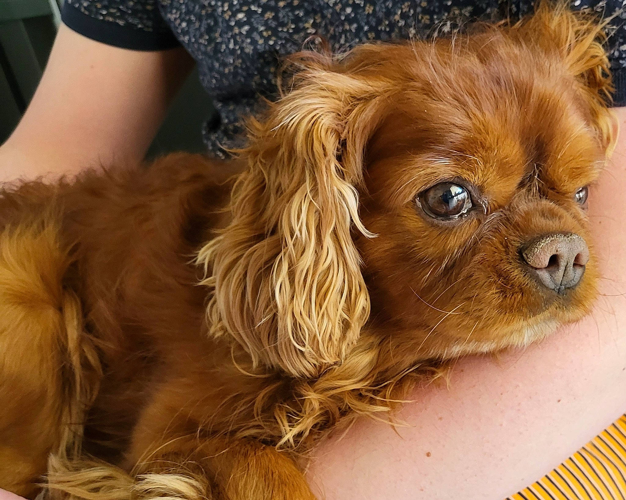 Lewis participe au concours pour gagner de l'argent avec cette photo : canidae, carnivore, companion_dog, dog, dog_breed, dog_supply, ear, fawn, fur, liver, paw, puppy, snout, spaniel, sporting_group, terrestrial_animal, toy_dog, working_animal