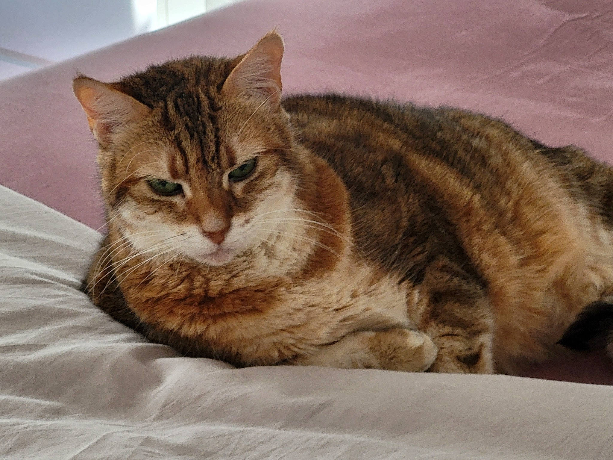 Iris participe au concours pour gagner de l'argent avec cette photo : carnivore, cat, cat_supply, claw, comfort, domestic_short_haired_cat, felidae, fur, paw, sitting, small_to_medium_sized_cats, snout, tail, terrestrial_animal, tree, whiskers