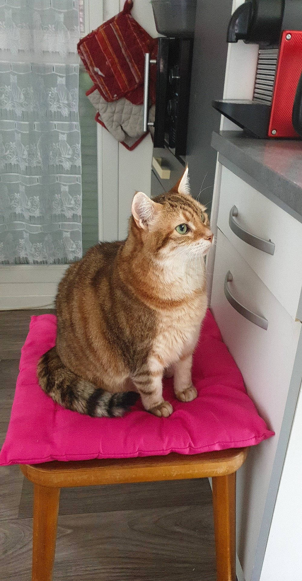 Iris participe au concours pour gagner de l'argent avec cette photo : cabinetry, carnivore, cat, cat_supply, comfort, domestic_short_haired_cat, drawer, fawn, felidae, floor, flooring, fur, hardwood, pet_supply, room, small_to_medium_sized_cats, tail, whiskers, window, wood