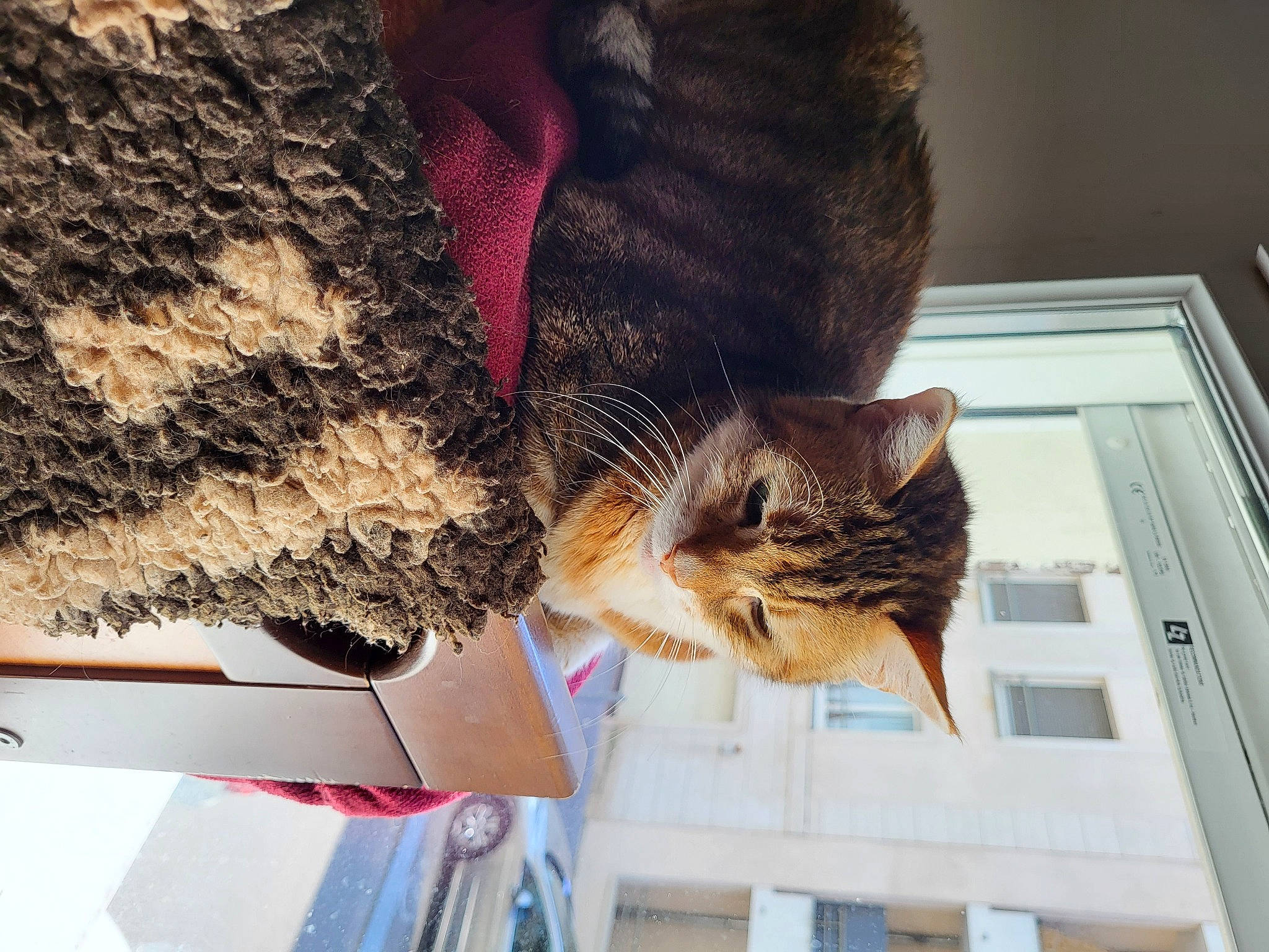 Iris participe au concours pour gagner de l'argent avec cette photo : carnivore, cat, domestic_short_haired_cat, fashion_accessory, felidae, flooring, fur, human_leg, pattern, plant, small_to_medium_sized_cats, tail, textile, thread, tree, whiskers, window, wood, wool, woolen