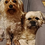 Nala Et Chipie a rejoint le concours — aidez-le/la à gagner de superbes lots ! dog, pets, fluffy, cute, indoor, closeup, companions, furry, sitting, chair, brown, white, portrait, animal, cute_pets, friendship, domestic, fur, relaxed, two_dogs