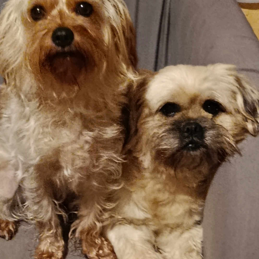 Nala Et Chipie