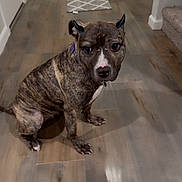 Violet is registered to the contest to win money with this photo: dog, brindle, indoor, floor, hallway, pet, canine, looking_up, collar, wooden_floor, rugs, door, animal, sitting, domestic, companion, fur, ears, tail, cute