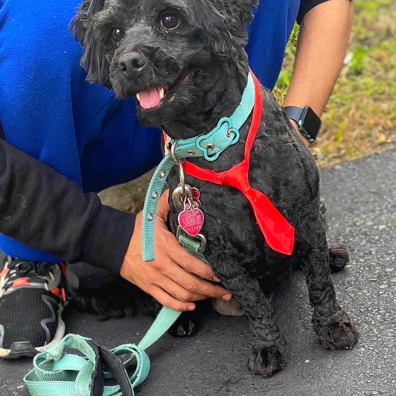 Shadow is registered to the contest to win money with this photo: accessories, animal, canine, clothing, cockerspaniel, dog, face, footwear, head, leash, person, pet, photography, poodle, puppy, sandal, shoe, sneaker, strap, wristwatch