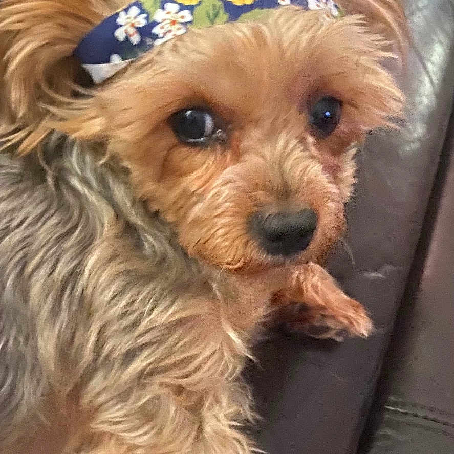 Ella joined the competition — help win amazing prizes! animal, brown_coat, companion, cute, dog, domestic_animal, ears, flower_pattern, fluffy, fur, headband, indoors, leather_couch, looking, paw, pet, relaxed, sitting, small_dog, snout