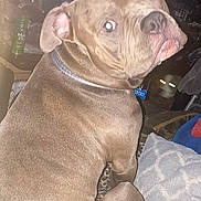 Buford is registered to the contest to win money with this photo: dog, bulldog, pet, animal, sitting, indoors, living_room, blanket, bedding, leopard_print, collar, dog_tag, wide_eyed, funny_expression, portrait, flash_photography, television, furniture, home, brown_coat