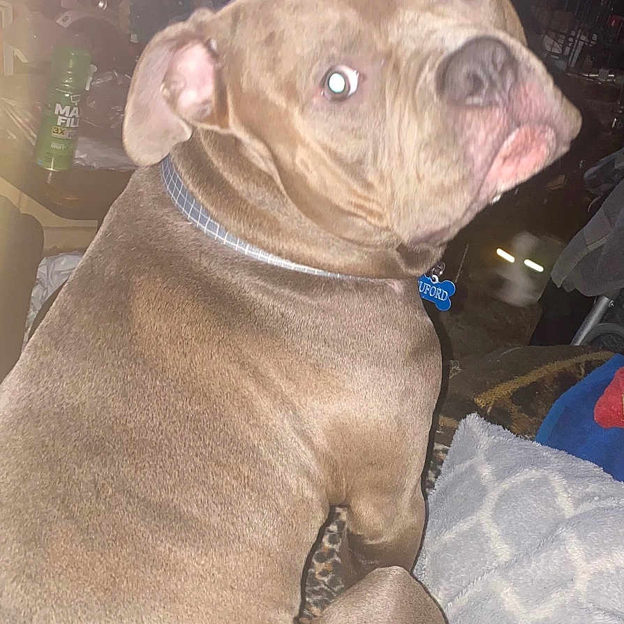 Buford is registered to the contest to win money with this photo: dog, bulldog, pet, animal, sitting, indoors, living_room, blanket, bedding, leopard_print, collar, dog_tag, wide_eyed, funny_expression, portrait, flash_photography, television, furniture, home, brown_coat