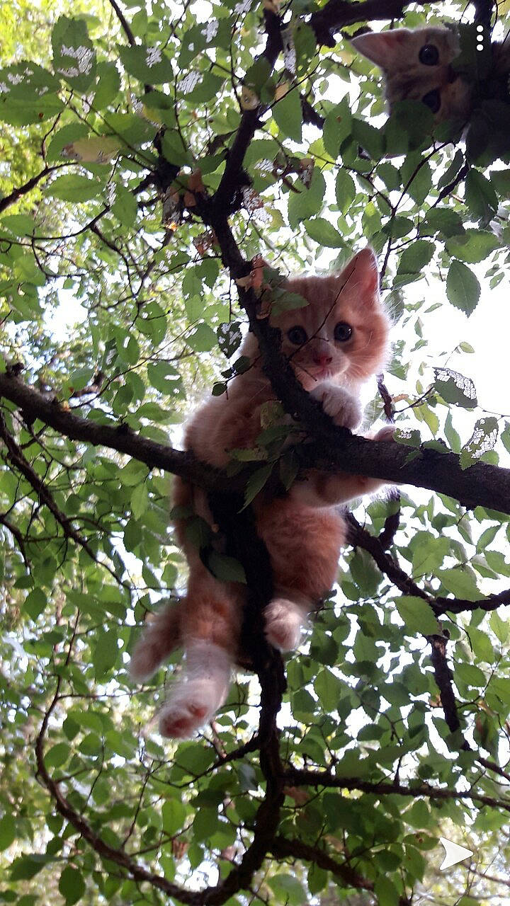 Zeus participe au concours pour gagner de l'argent avec cette photo : branch, marsupial, organism, plant, plant_stem, tree, wildlife