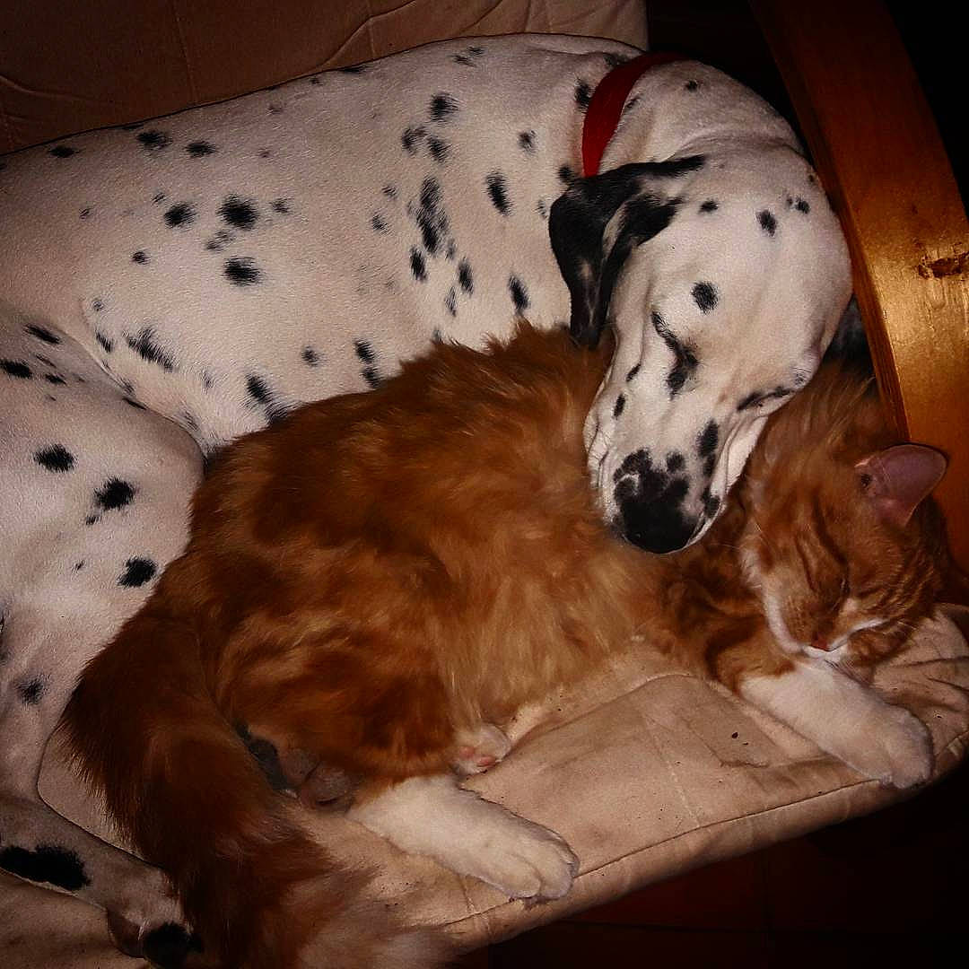 Zeus participe au concours pour gagner de l'argent avec cette photo : canidae, carnivore, companion_dog, dalmatian, dog, dog_breed, english_setter, mammal, non_sporting_group, retriever, setter, snout, sporting_group, vertebrate