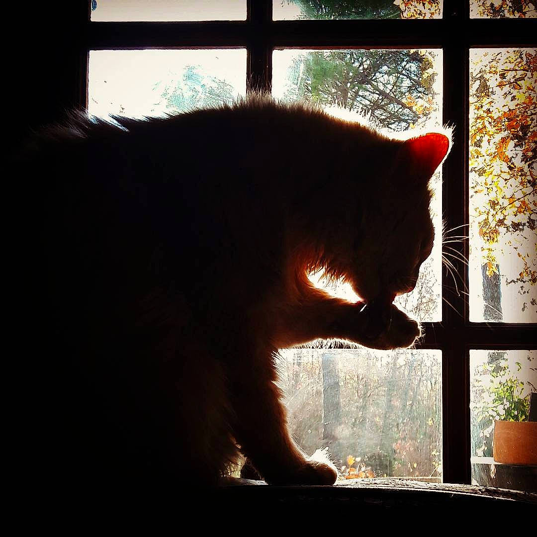 Zeus a rejoint le concours — aidez-le/la à gagner de superbes lots ! backlighting, black_cat, carnivore, cat, domestic_short_haired_cat, eye, felidae, fur, light, night, nose, plant, sky, small_to_medium_sized_cats, snout, sunlight, tail, tree, whiskers, window