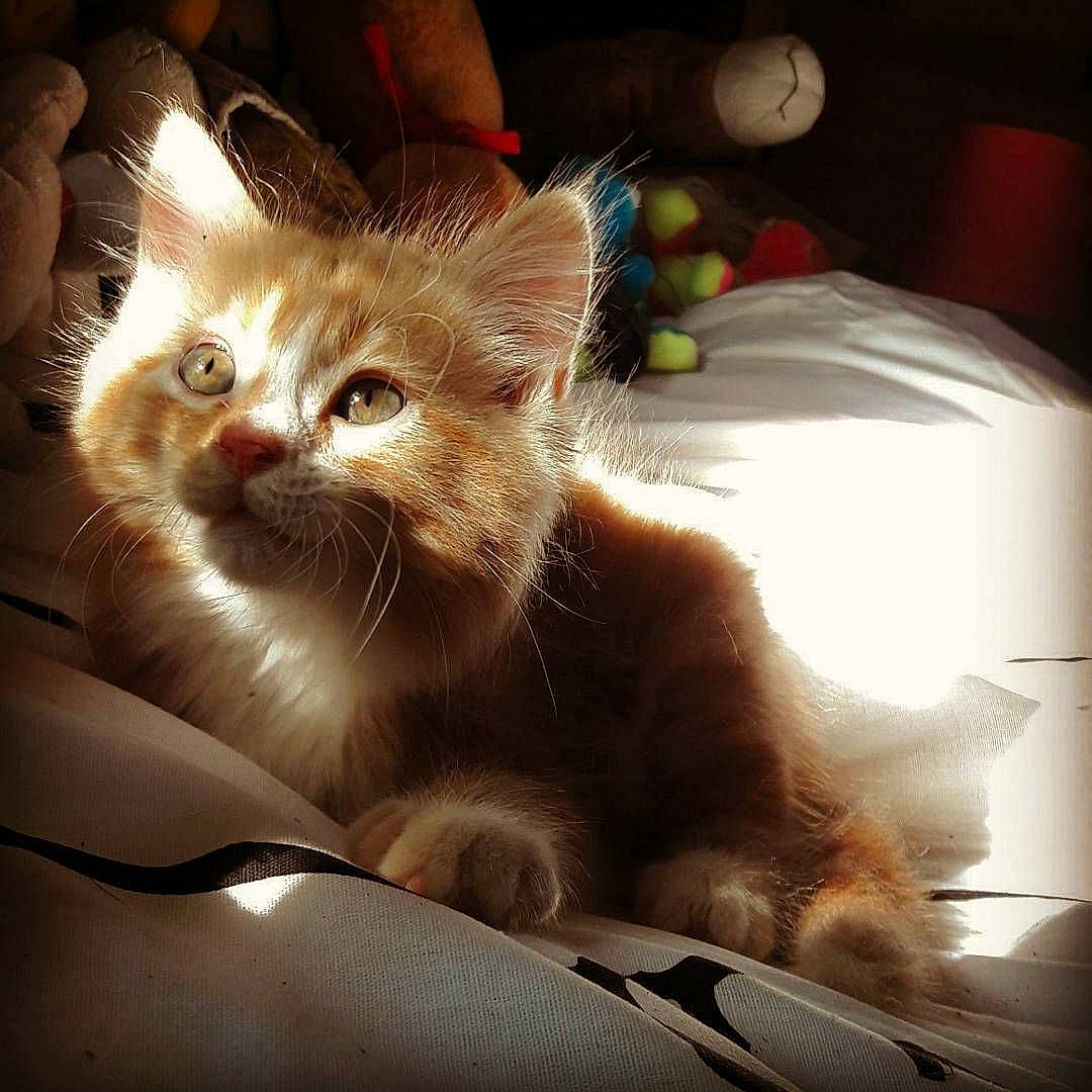 Zeus participe au concours pour gagner de l'argent avec cette photo : asian, carnivore, cat, domestic_long_haired_cat, ear, eye, fawn, felidae, fur, kitten, mammal, norwegian_forest_cat, ojos_azules, ragamuffin, small_to_medium_sized_cats, tabby_cat, whiskers