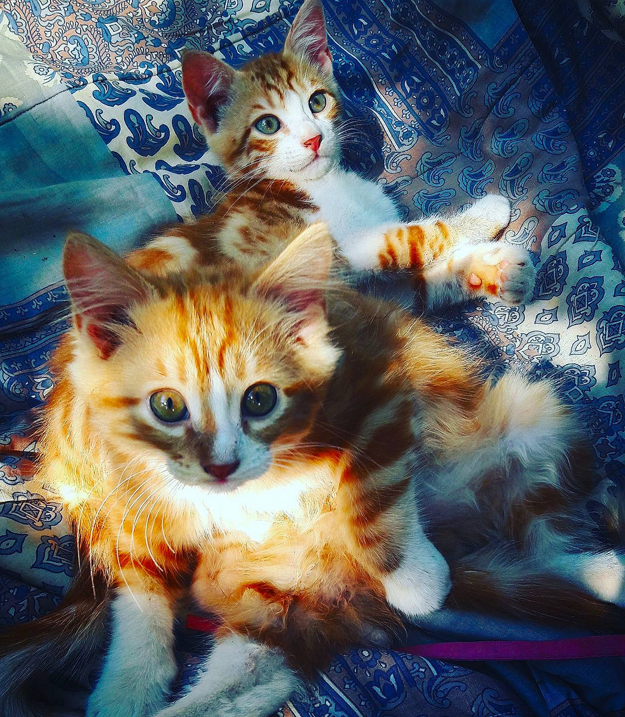 Zeus participe au concours pour gagner de l'argent avec cette photo : aegean_cat, american_wirehair, asian, carnivore, cat, domestic_short_haired_cat, european_shorthair, eye, fawn, felidae, fur, kitten, ojos_azules, polydactyl_cat, sky, small_to_medium_sized_cats, tabby_cat, tail, whiskers