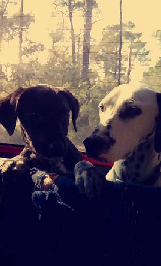 Laïka a rejoint le concours — aidez-le/la à gagner de superbes lots ! canidae, carnivore, cloud, dalmatian, dog, dog_breed, great_dane, guard_dog, hunting_dog, labrador_retriever, love, non_sporting_group, nose, pointer, puppy, puppy_love, sky, snout, sporting_group