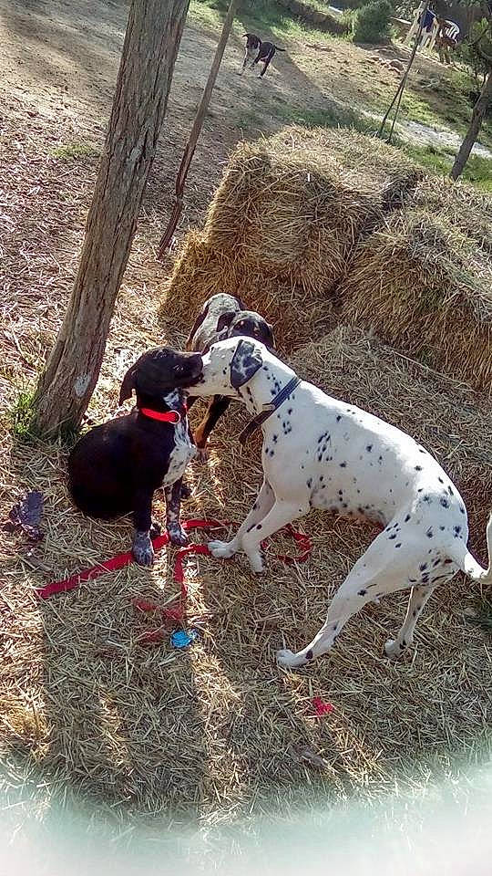 Laïka a rejoint le concours — aidez-le/la à gagner de superbes lots ! braque_dauvergne, braque_du_bourbonnais, braque_francais, canidae, carnivore, dalmatian, dog, dog_breed, field_trial, german_shorthaired_pointer, gun_dog, hunting_dog, mammal, non_sporting_group, old_danish_pointer, pachon_navarro, pointer, pointing_breed, sporting_group, vertebrate