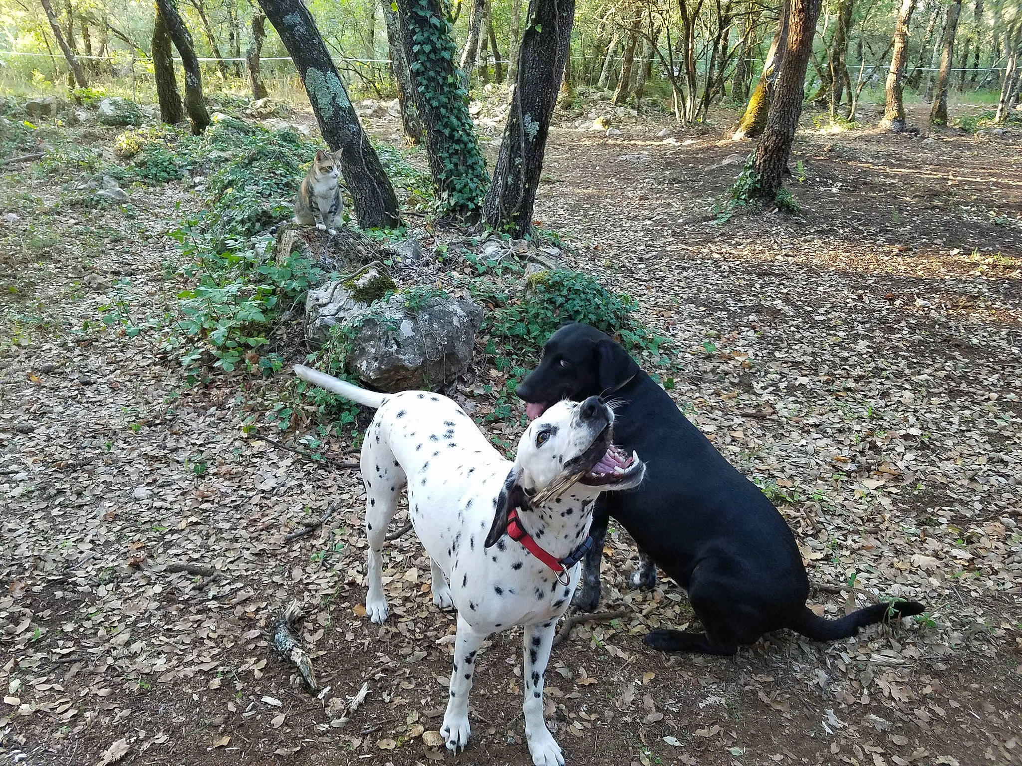 Laïka a rejoint le concours — aidez-le/la à gagner de superbes lots ! canidae, carnivore, dog, dog_breed, hunting_dog, mammal, non_sporting_group, pointer, pointing_breed, sporting_group, tree, vertebrate