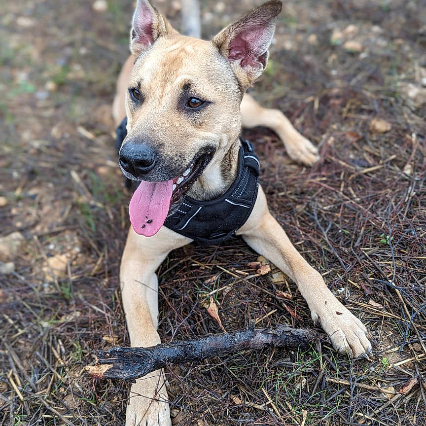 Django