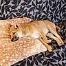 dog, sleeping, lying_down, relaxed, pet, animal, tan_fur, cream_fur, pointed_ears, curled_tail, black_nose, sofa, couch, blanket, fluffy, cozy, indoors, home, patterned_background, portrait