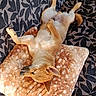 dog, puppy, tan_dog, sleeping, lying_down, upside_down, paws_up, belly_up, relaxed, cozy, blanket, couch, indoor, pet, animal, fur, floppy_ears, sunlight, patterned_fabric, cute