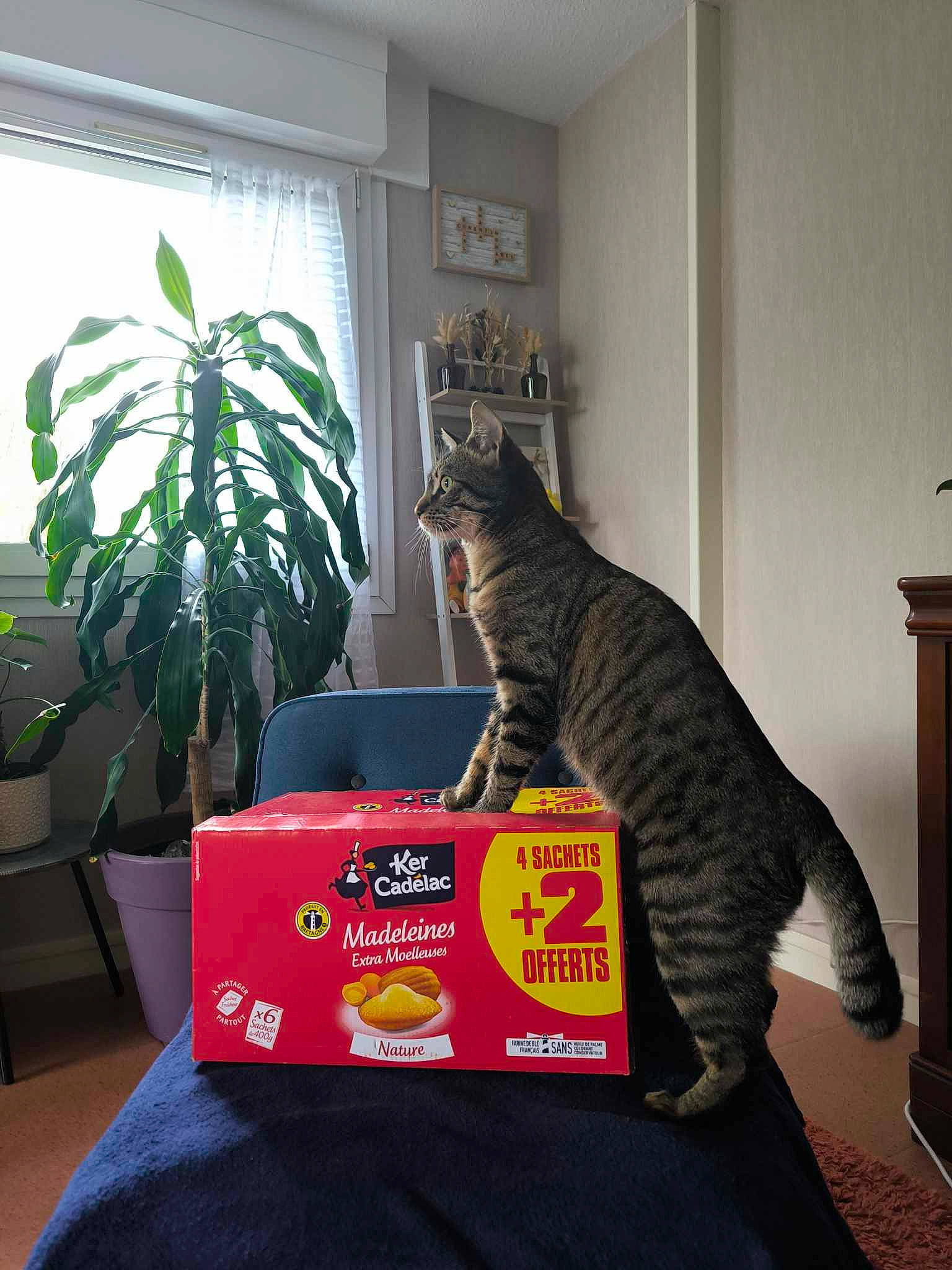 Ugo a rejoint le concours — aidez-le/la à gagner de superbes lots ! carnivore, cat, chair, comfort, couch, curtain, domestic_short_haired_cat, felidae, flooring, houseplant, lamp, plant, rectangle, room, small_to_medium_sized_cats, table, tail, whiskers, window, window_blind