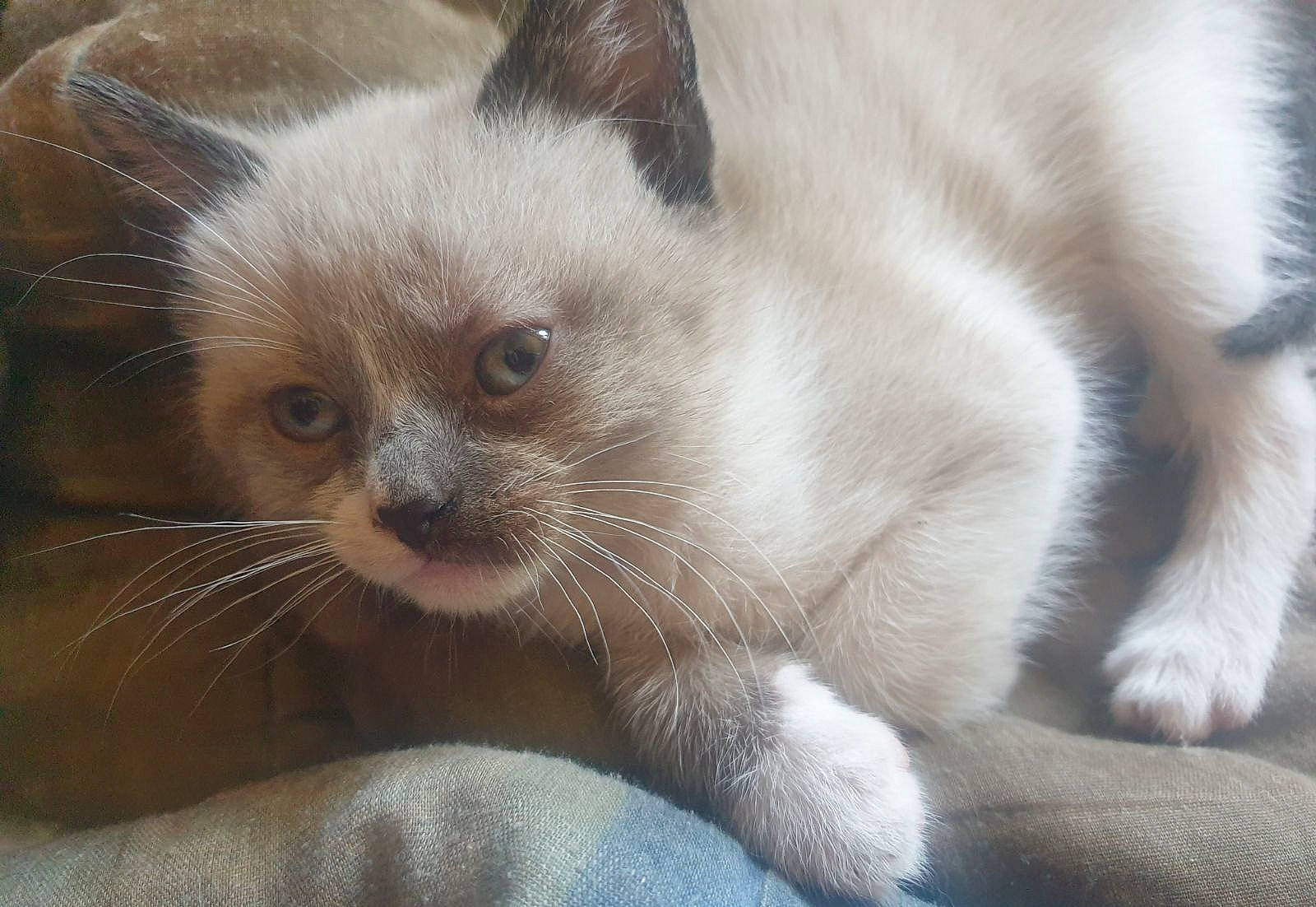 Maya participe au concours pour gagner de l'argent avec cette photo : carnivore, cat, claw, comfort, domestic_short_haired_cat, fawn, felidae, fur, paw, siamese, small_to_medium_sized_cats, terrestrial_animal, whiskers