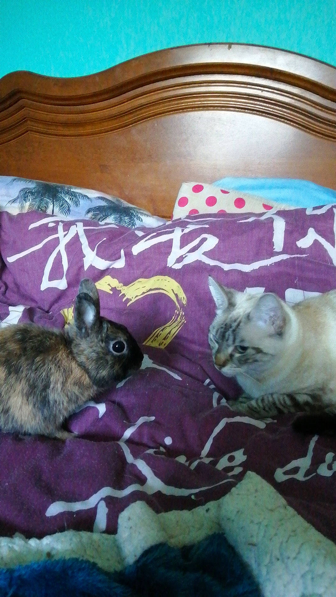 Tina participe au concours pour gagner de l'argent avec cette photo : bed_sheet, bedding, blue, carnivore, cat, comfort, fawn, felidae, fur, linens, marsupial, pattern, pillow, purple, rabbit, rabbits_and_hares, rodent, room, small_to_medium_sized_cats, whiskers