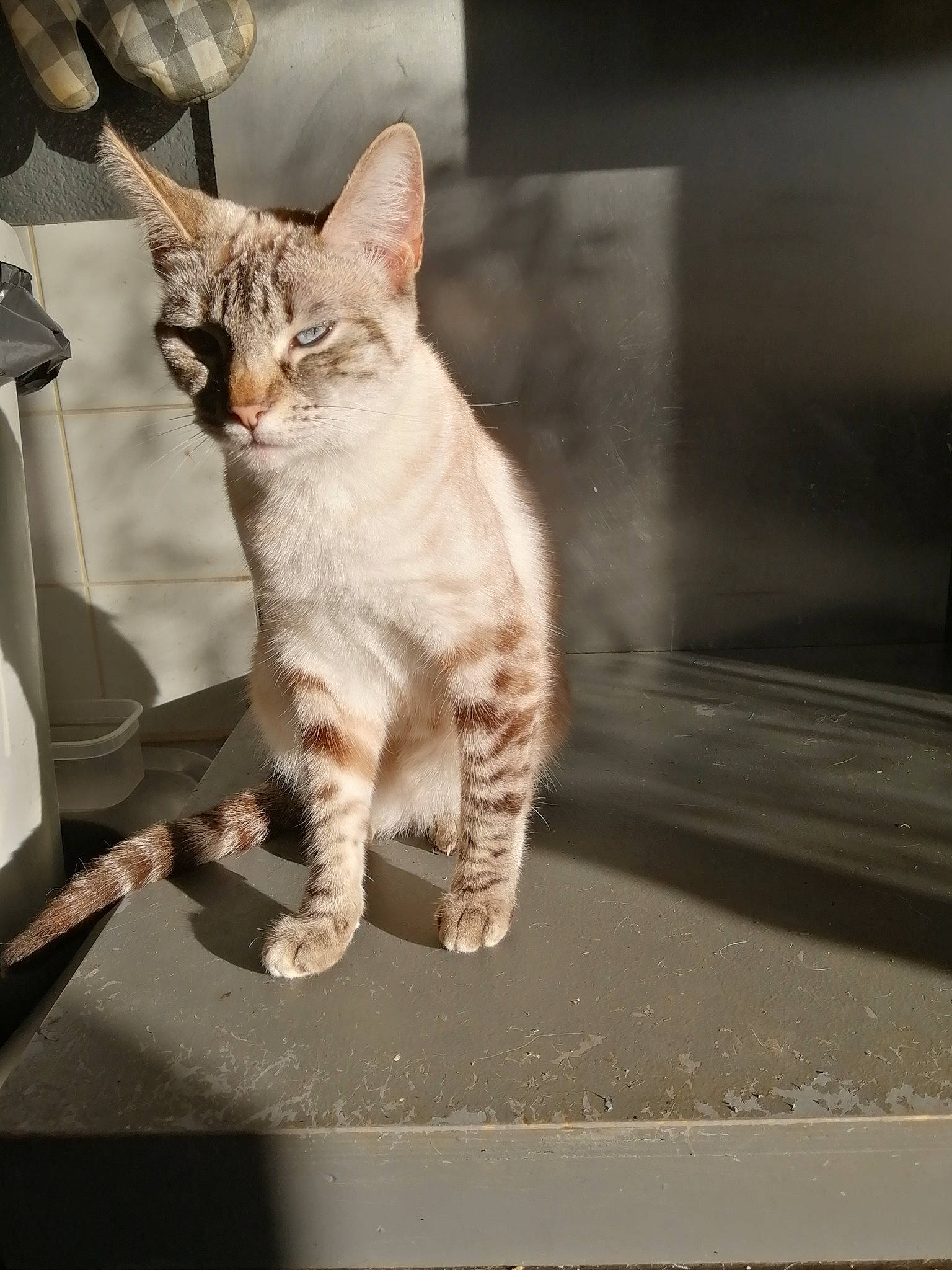 Tina a rejoint le concours — aidez-le/la à gagner de superbes lots ! carnivore, cat, claw, domestic_short_haired_cat, fawn, felidae, fur, metal, paw, sitting, small_to_medium_sized_cats, snout, tail, terrestrial_animal, whiskers, wildlife, window, windshield