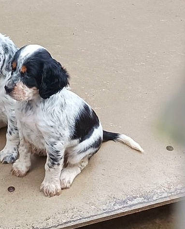 Ulane participe au concours pour gagner de l'argent avec cette photo : canidae, carnivore, companion_dog, dog, dog_breed, fur, gun_dog, king_charles_spaniel, snout, spaniel, sporting_group, toy_dog, working_dog