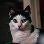cat, black_and_white, animal, pet, feline, portrait, close_up, whiskers, ears, eyes, fur, indoor, looking, mammal, domestic, cute, face, alert, nose, expression