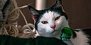 Joy a rejoint le concours — aidez-le/la à gagner de superbes lots ! cat, black_and_white, animal, pet, indoor, bottle, green_cap, fabric, yarn, close_up, face, whiskers, fur, pink_nose, domestic_cat, resting, curious, cozy, soft_light, background_blur