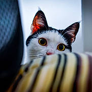 Joy a rejoint le concours — aidez-le/la à gagner de superbes lots ! cat, black_and_white, curious, peeking, striped_blanket, indoor, closeup, eyes, ears, whiskers, feline, soft_light, background_blur, cozy, pet, animal, home, curiosity, portrait, focus
