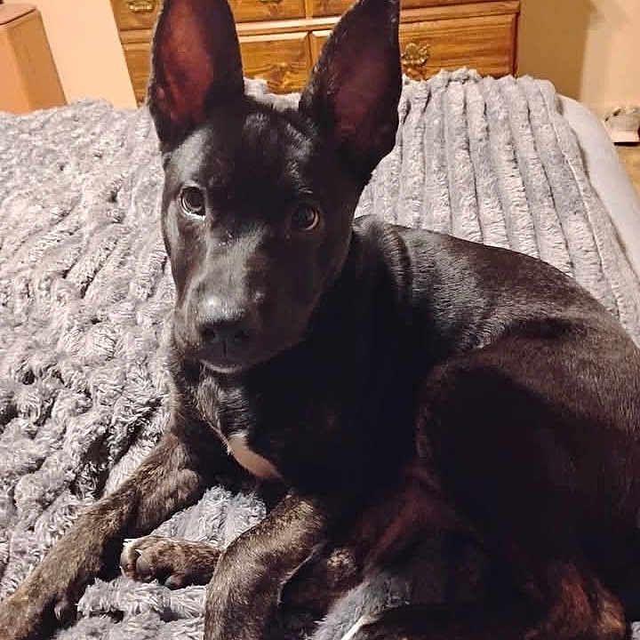 Abby is registered to the contest to win money with this photo: animal, bed, black_dog, blanket, canine, companion, cozy, dog, domestic_animal, ears, fur, furniture, home, indoors, laying, looking, pet, resting, room, wooden_dresser