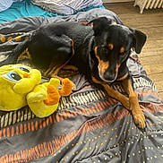 Rocky participe au concours pour gagner de l'argent avec cette photo : dog, bed, plush_toy, yellow_toy, indoor, wooden_floor, radiator, patterned_bedspread, black_dog, tan_markings, lying_down, pet, cozy, soft_toy, resting, animal, cute, domestic, companion, home