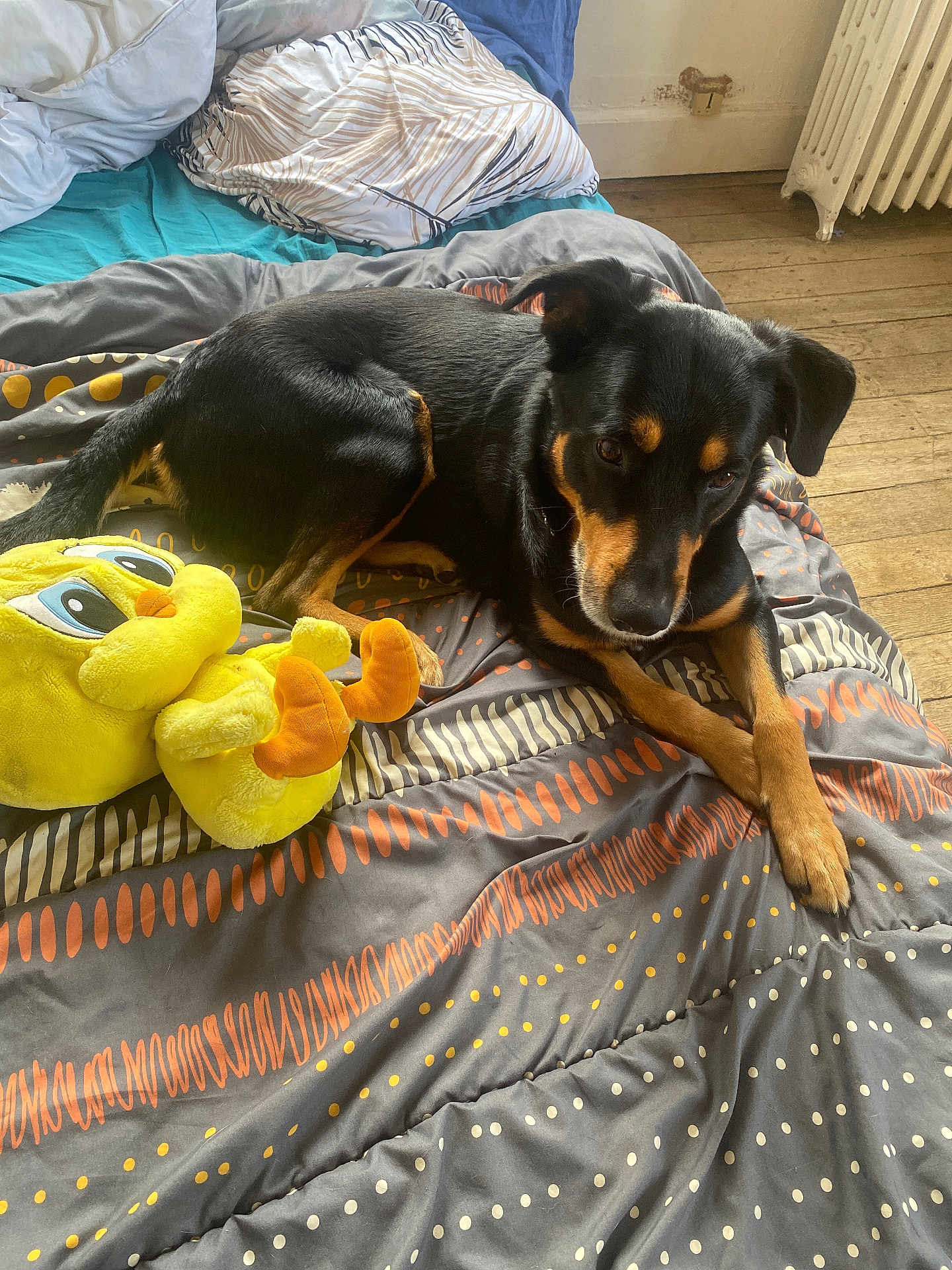 Rocky participe au concours pour gagner de l'argent avec cette photo : dog, bed, plush_toy, yellow_toy, indoor, wooden_floor, radiator, patterned_bedspread, black_dog, tan_markings, lying_down, pet, cozy, soft_toy, resting, animal, cute, domestic, companion, home