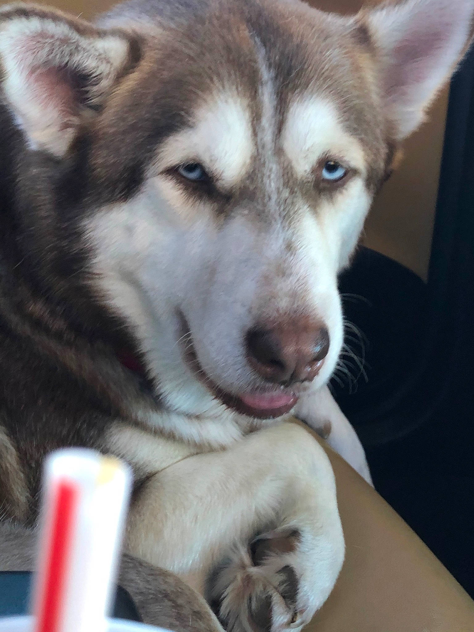 Shylo joined the competition — help win amazing prizes! alaskan_malamute, canadian_eskimo_dog, canidae, carnivore, dog, dog_breed, greenland_dog, labrador_husky, mammal, miniature_siberian_husky, native_american_indian_dog, northern_inuit_dog, saarloos_wolfdog, sakhalin_husky, seppala_siberian_sleddog, siberian_husky, sled_dog, tamaskan_dog, vertebrate, wolfdog