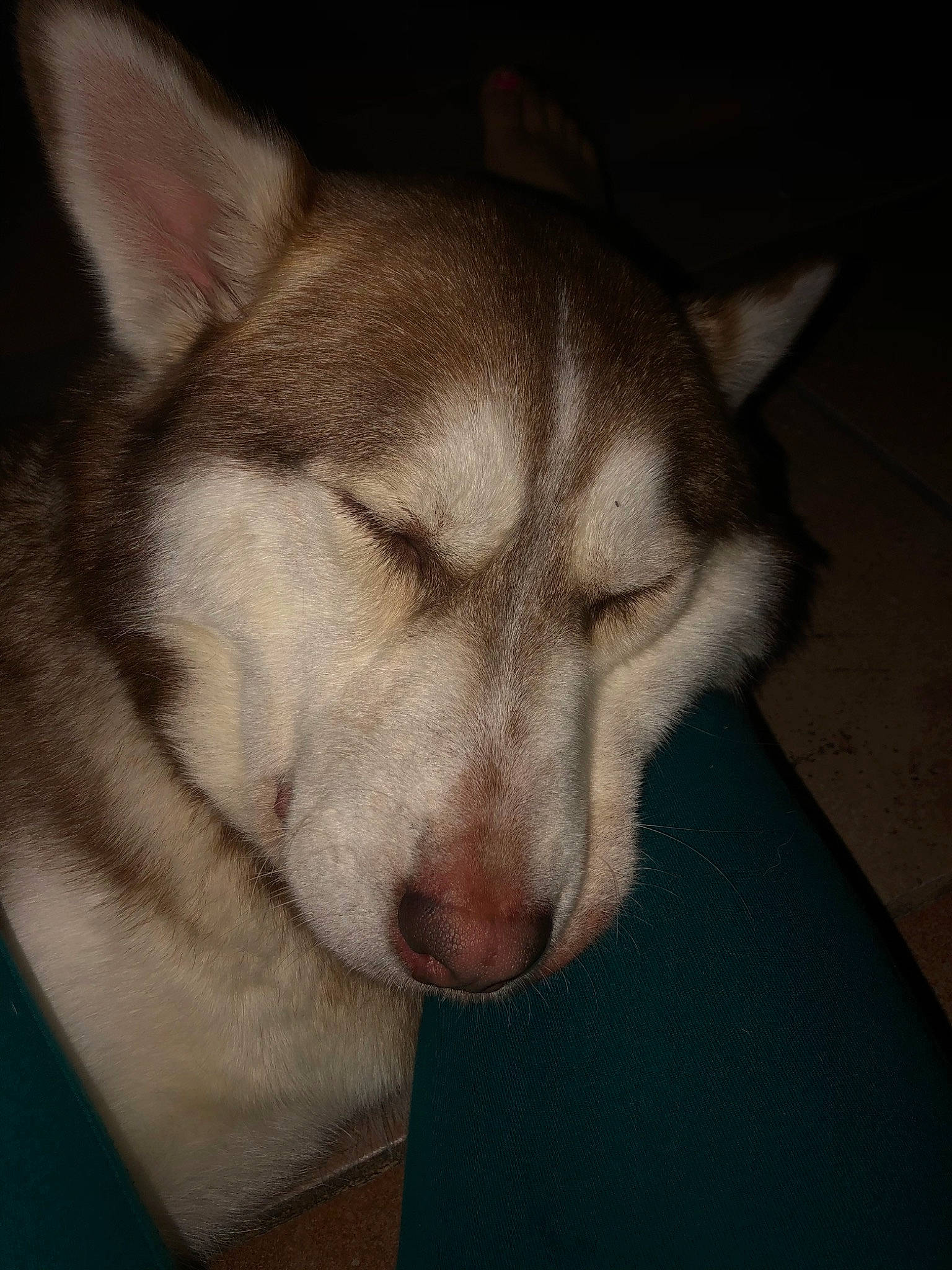 Shylo is registered to the contest to win money with this photo: alaskan_malamute, canidae, carnivore, dog, dog_breed, ear, east_siberian_laika, eye, mammal, miniature_siberian_husky, northern_inuit_dog, nose, saarloos_wolfdog, sakhalin_husky, siberian_husky, sled_dog, snout, tamaskan_dog, vertebrate, wolfdog