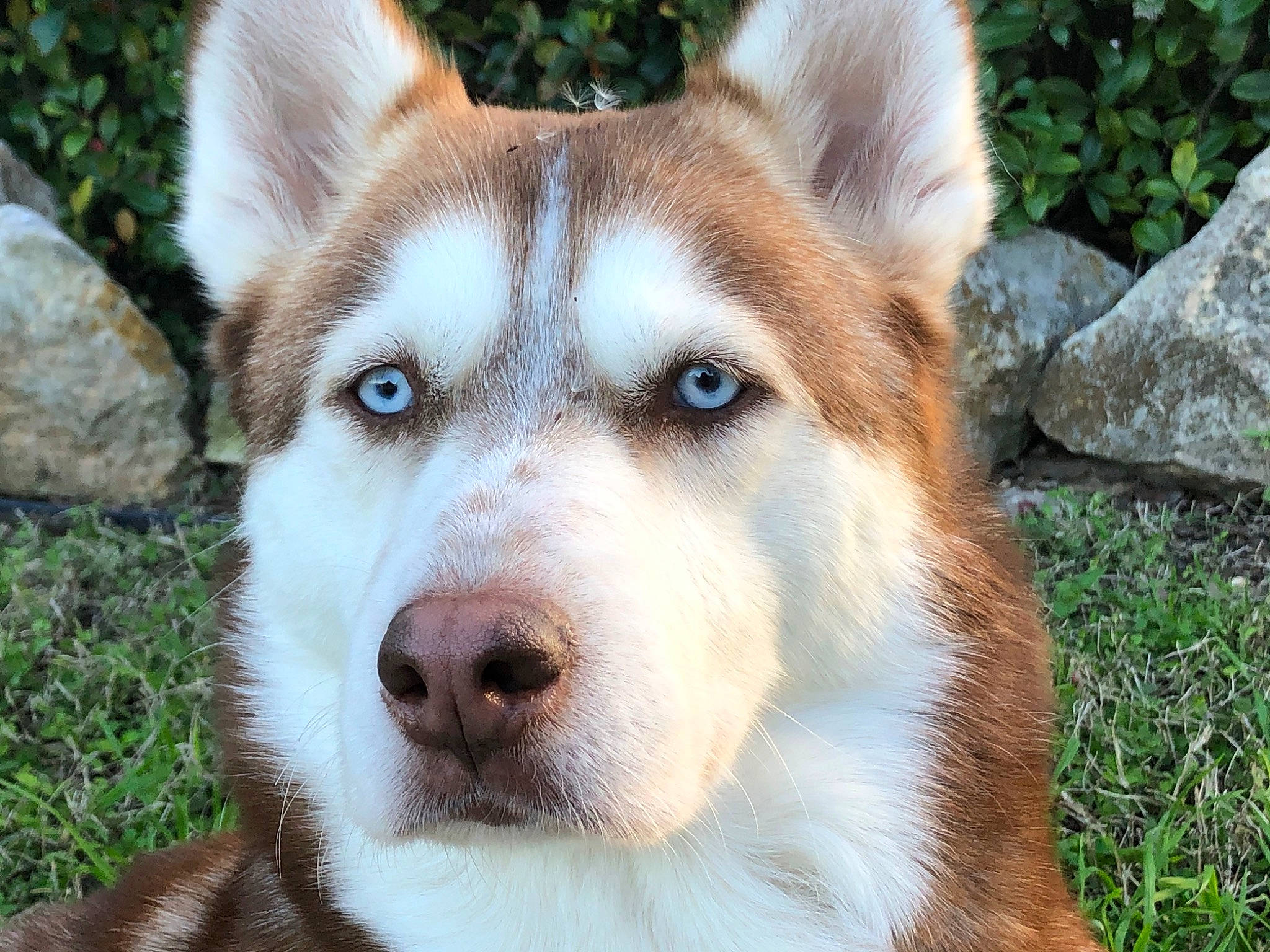Shylo is registered to the contest to win money with this photo: alaskan_malamute, ancient_dog_breeds, canadian_eskimo_dog, canidae, carnivore, companion_dog, dog, dog_breed, east_siberian_laika, greenland_dog, labrador_husky, mammal, native_american_indian_dog, saarloos_wolfdog, sakhalin_husky, seppala_siberian_sleddog, siberian_husky, sled_dog, snout, vertebrate