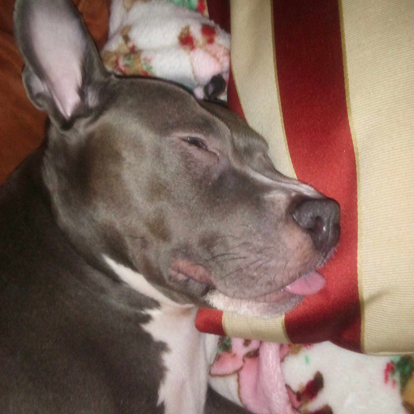 Piper joined the competition — help win amazing prizes! animal, ball, blanket, bodypart, bulldog, canine, couch, cushion, dog, frenchbulldog, furniture, greatdane, homedecor, hound, mouth, person, pet, pitbull, puppy, sleeping